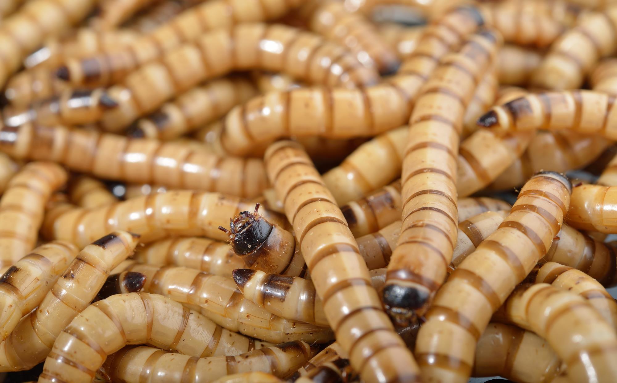 eu mealworms