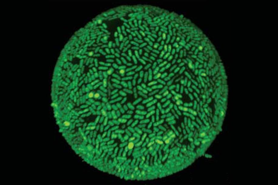 Hydrocarbon-eating bacteria speed up consumption by reshaping oil