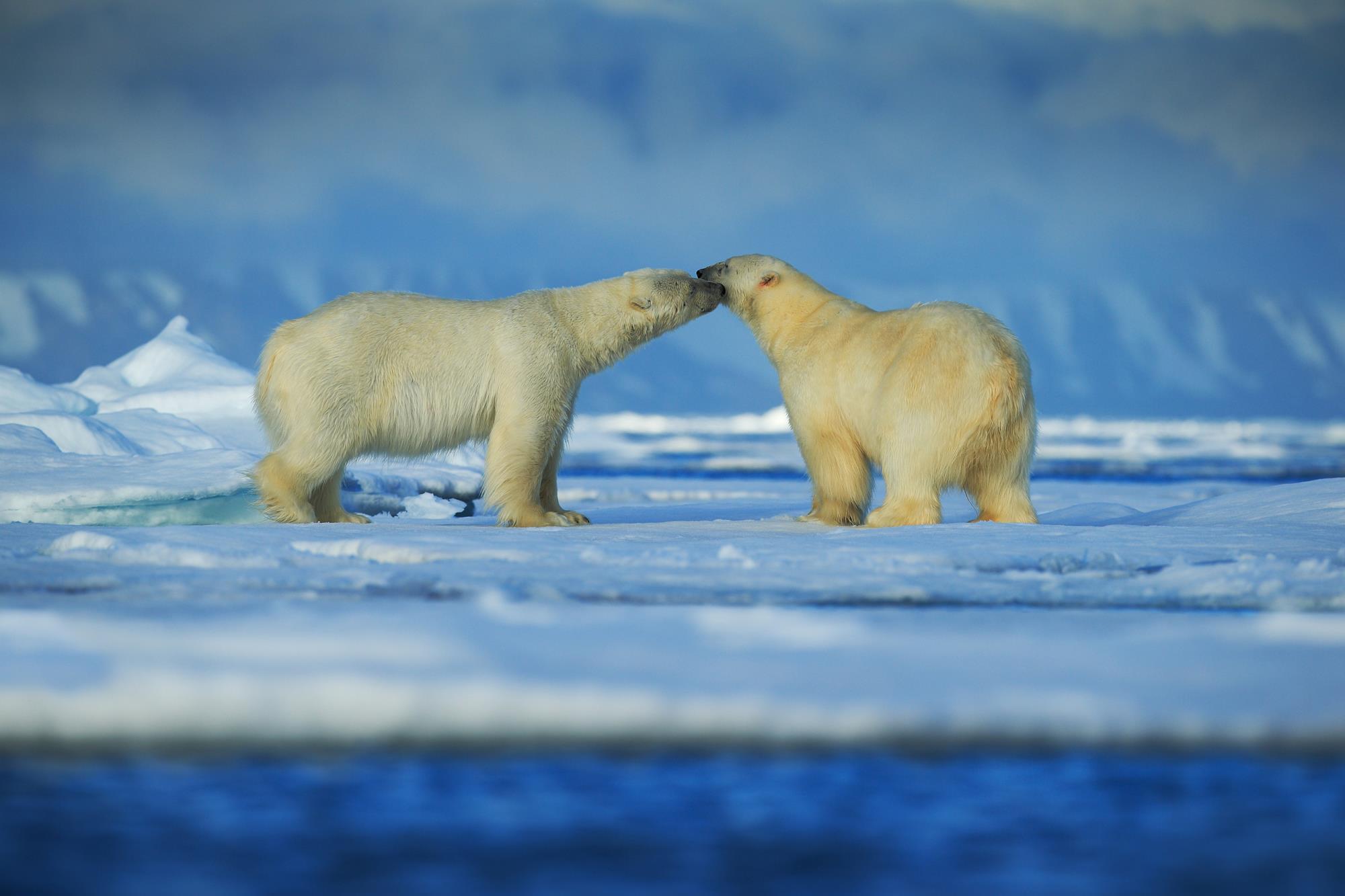 Persistent pollutants push polar bear penises to breaking point | Research  | Chemistry World