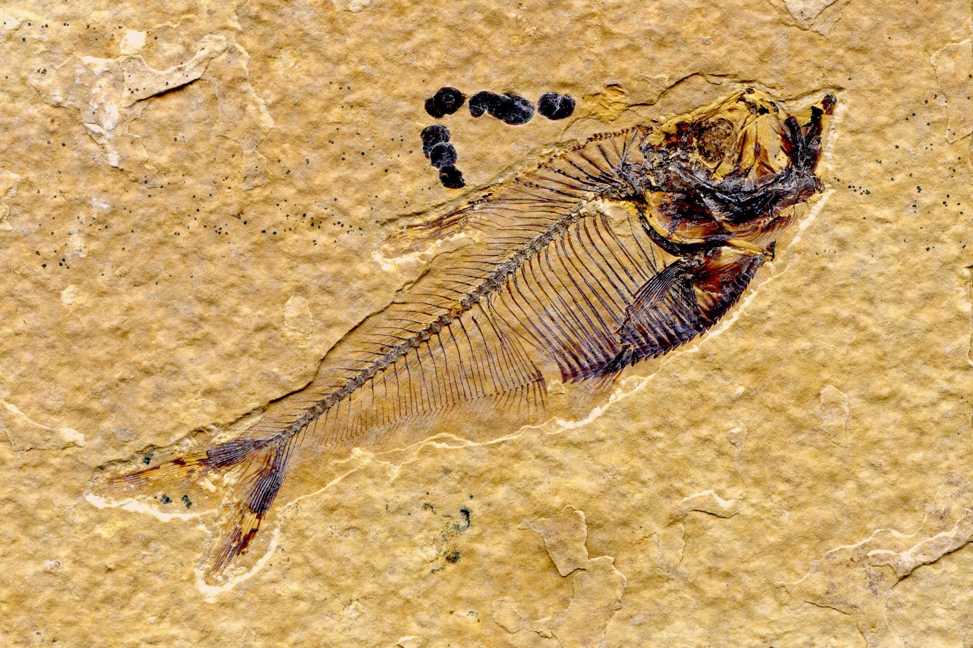 Rotting fish experiments reveal how organs fossilise | Research | Chemistry  World