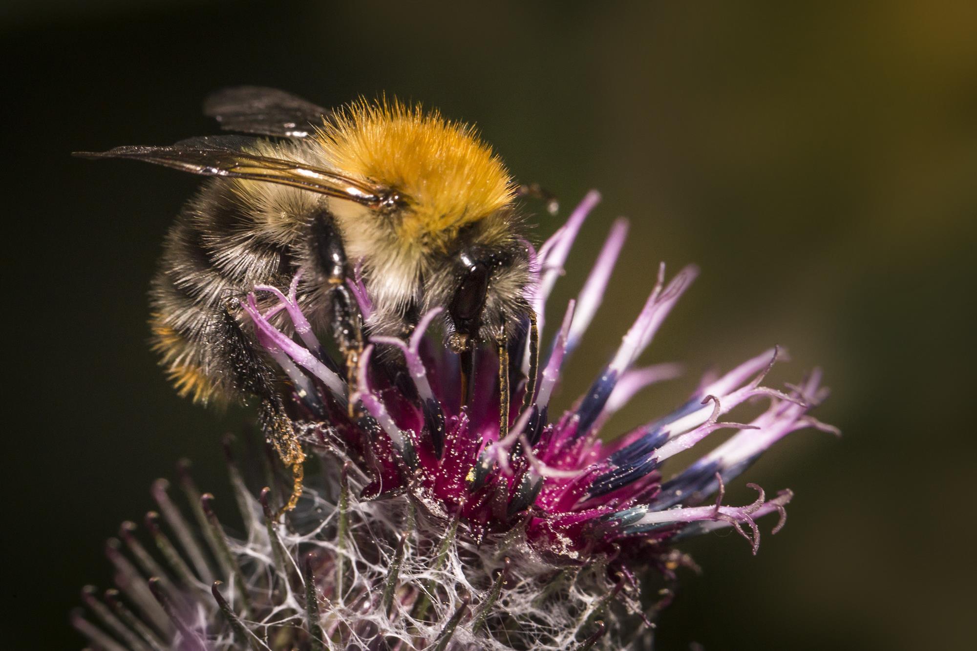 bee straw  beeuorganics