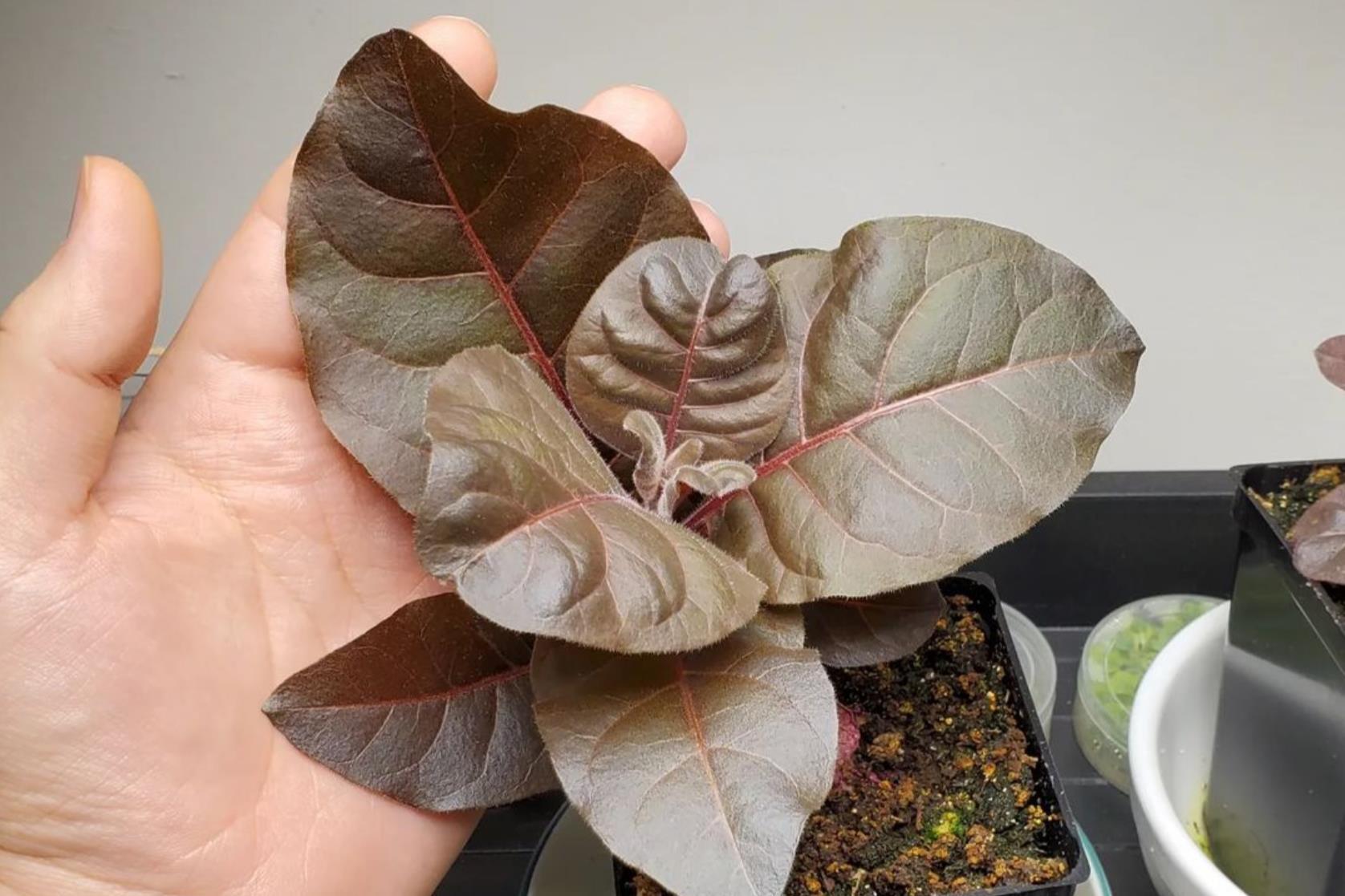 career as an amateur scientist pic