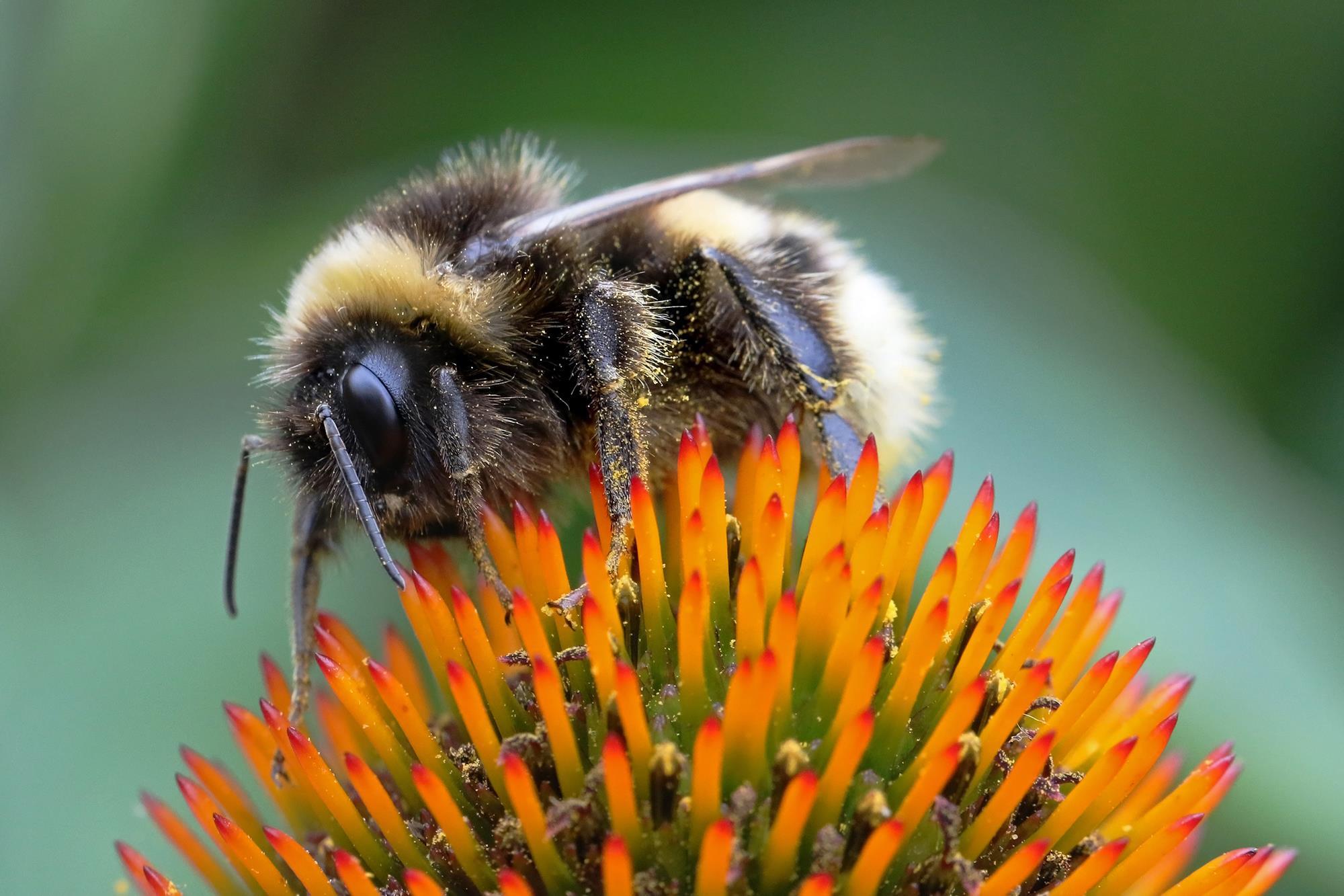 Bees Face A Barrage Of Chemical And Environmental Burdens Business Chemistry World