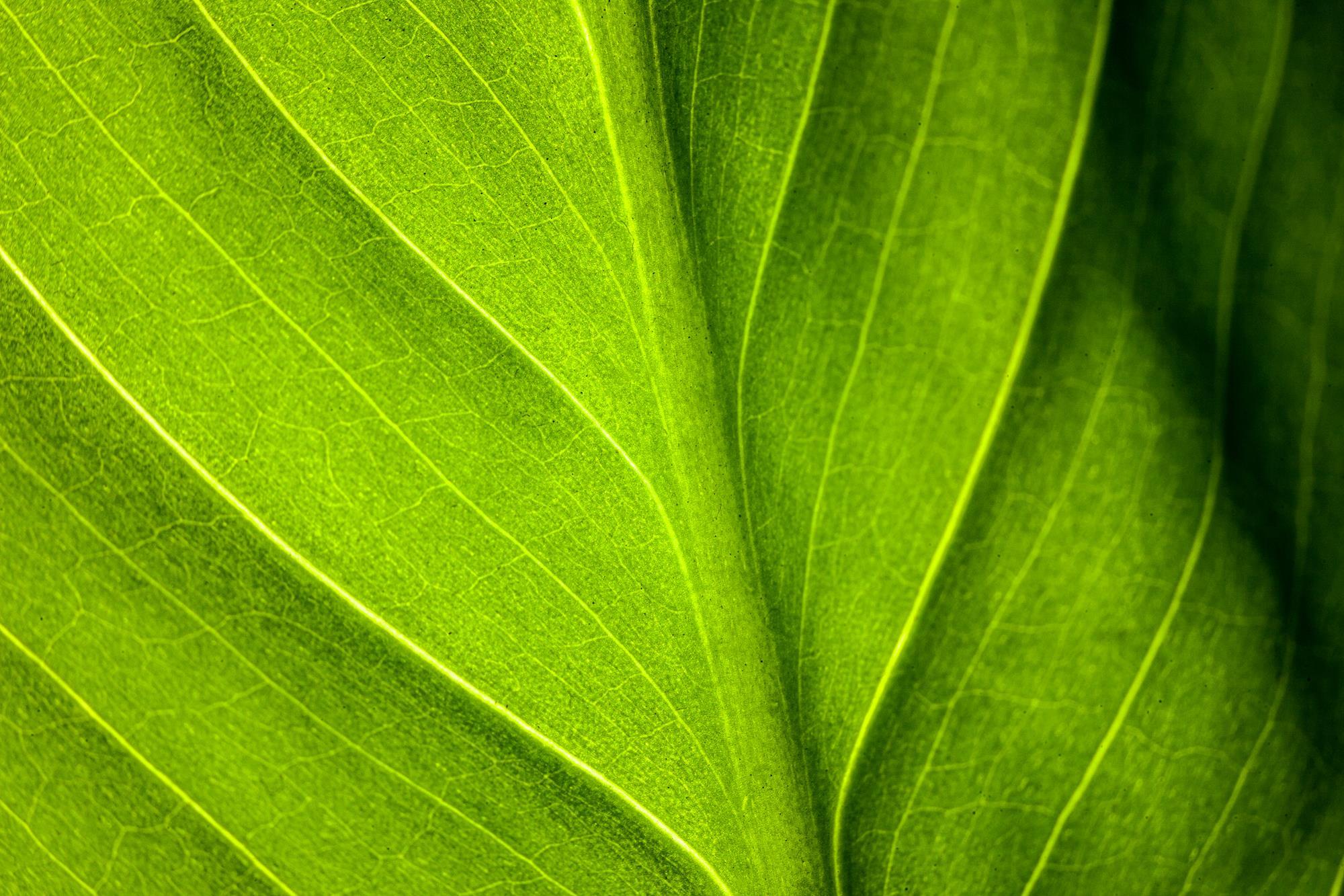 Chlorophyll | Podcast | Chemistry World