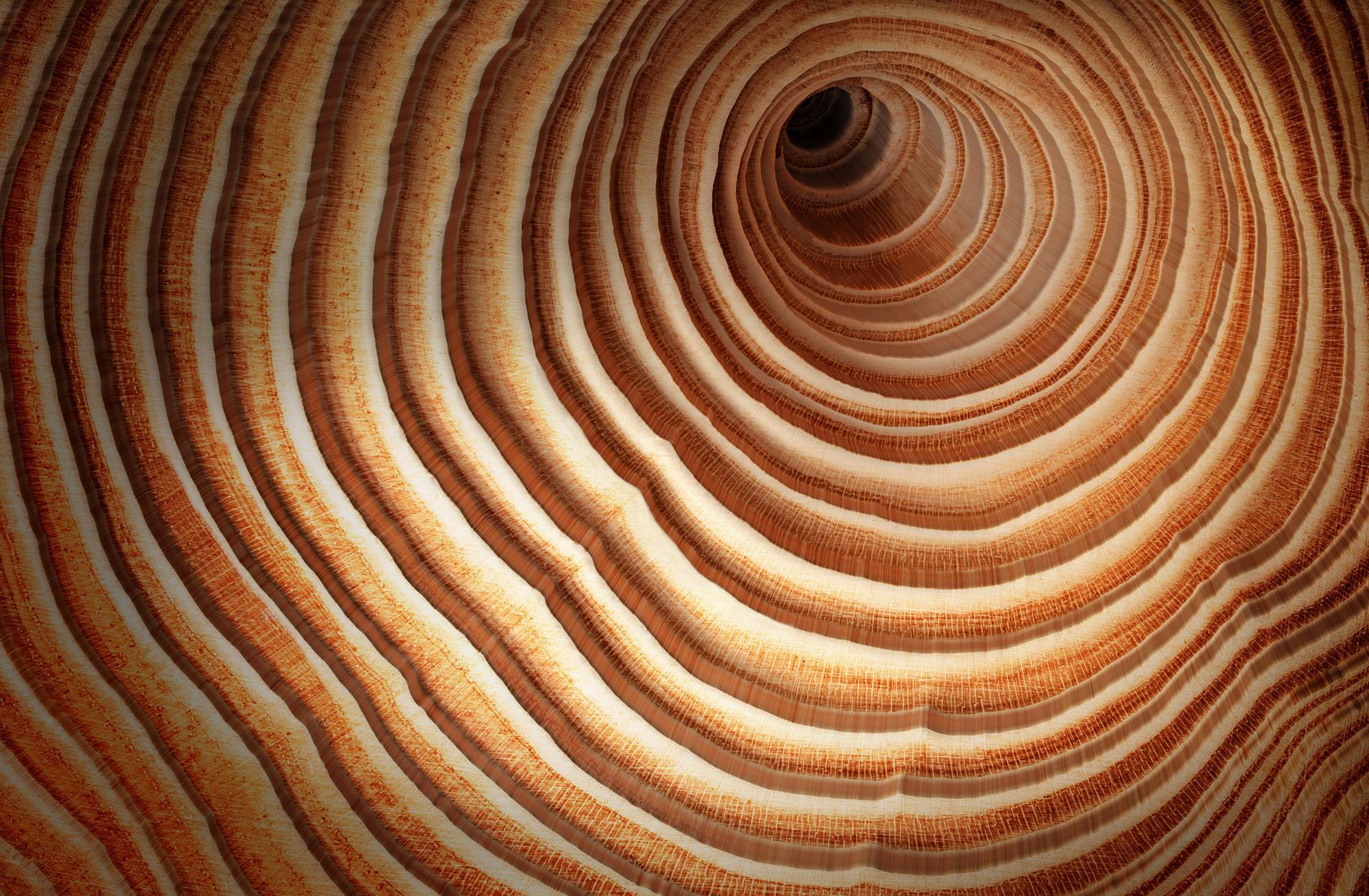 Balsa Wood: Properties, Characteristics & Uses