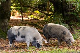 Pannage pigs in the New Forest