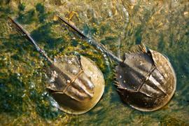 Horseshoe crabs in water