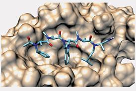 An image showing the 1-Pip in complex with MDM2 during the MD simulations