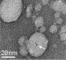 C6NH00087H More effective vaccines with gold nanoclusters Fig1b 