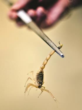 Deathstalker scorpion GettyImages 154322387 credit Bloomberg Getty Images