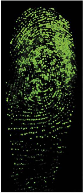 fluorescent sensor indicates fingerprint