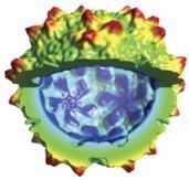 Recombinant AAV9 Capsid Shell