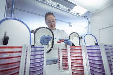 Scientist working on bacterial culture