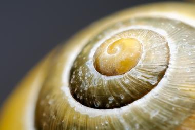 An image showing a snail shell pattern