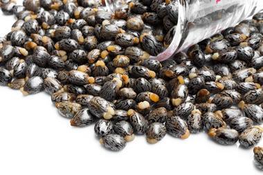 Castor oil seeds – ricinus communis