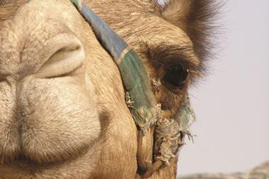 Camel close-up