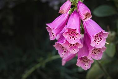Close up of foxgloves