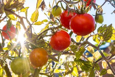 Tomatoes