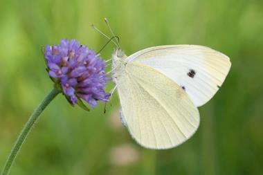 Cabbage white butterfly on flower