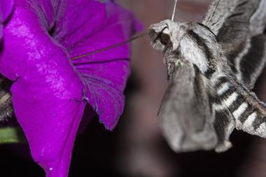 pollination of a petunia by a moth
