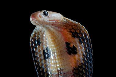 Indian cobra