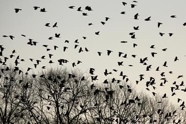 Crows flying over trees