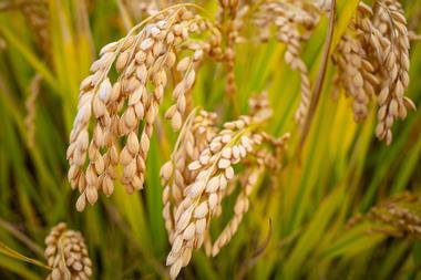 An image showing a rice plant