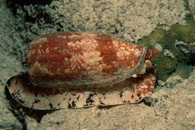 Geographic cone snail
