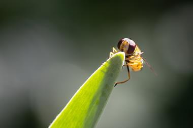 Hoverfly