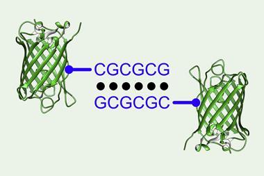 An image showing growth and packing in x-ray diffraction quality protein single crystals