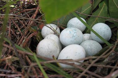 Greater Ani eggs