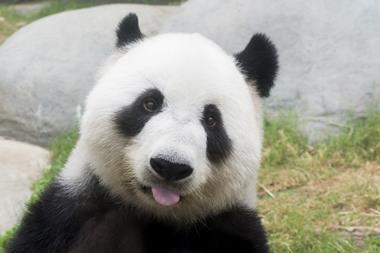 A photo of a giant panda