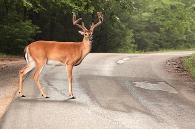 deer standing in the road