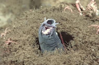 A hagfish protruding from a sponge