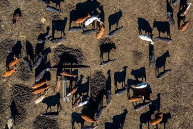 Top view of cattle