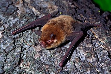 A small brown Pteronotus parnellii bat crawling along a log