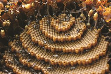 0418CW - Crucible - Tetragonula carbonaria spiral bee hive