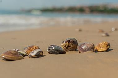Clam shells on a beach