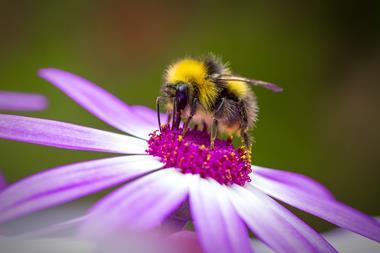 An image showing a bumblebee on a flower