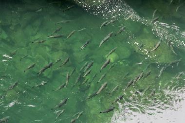 Coho Salmons swimming upstream near Port Alberni, British Columbia, Canada
