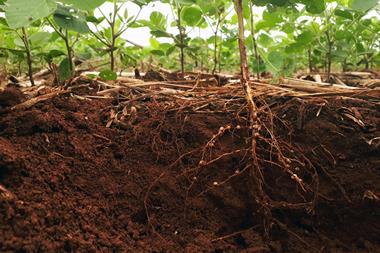 Development of soybean root