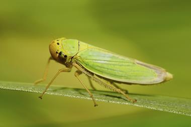 Caucasian green leafhopper Cicadella viridis sitting on a green leaf of a plant in summer