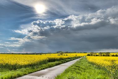 Rapeseed fields in Cambridgeshire with road through middle