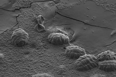 Water bear protein protects from dessication