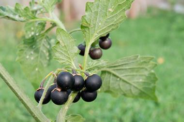 The black nightshade (Solanum nigrum) poisonous weed