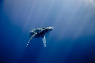 Humpback Whale in Hawaii 
