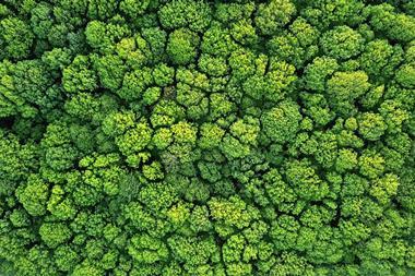 A picture showing an aerial view of a forest