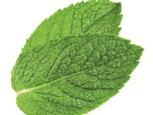 Menthol leaf