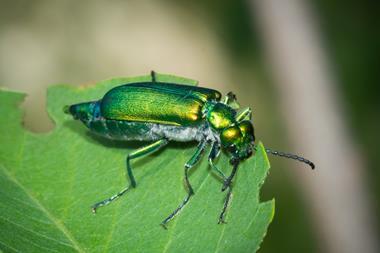 Spanish fly (Lytta vesicatoria)