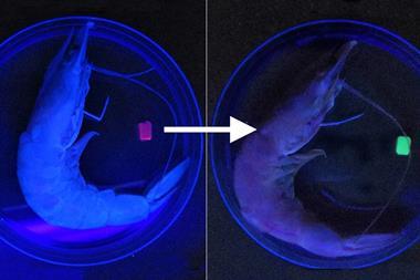 A photo of two prawns under UV light, glowing a faint blue. The one on the left has a small square of material next to it glowing red, while the material on the right has changed colour to green.